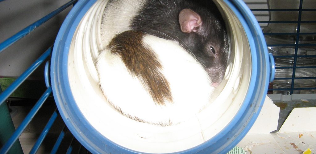 Plugged pipe 1024x500